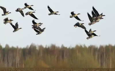 Hunting camera: technical aspects, uses and advice