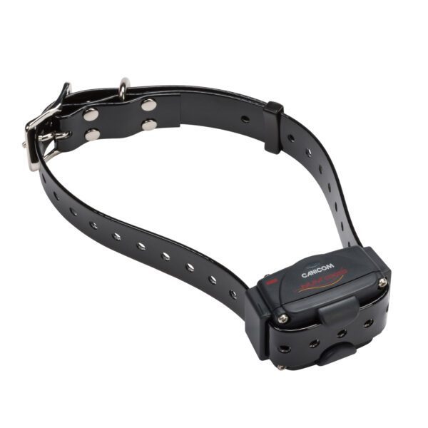 Collier CANICOM sangle noire NUMAXES Education